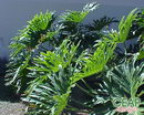 Fiddle-leaf Philodendron
